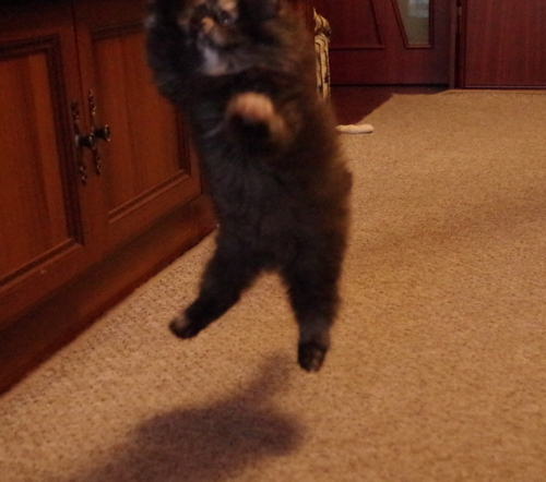 Кошки в нашей жизни. Кошки и все, что с ними связано.