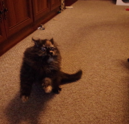 Кошки в нашей жизни. Кошки и все, что с ними связано.