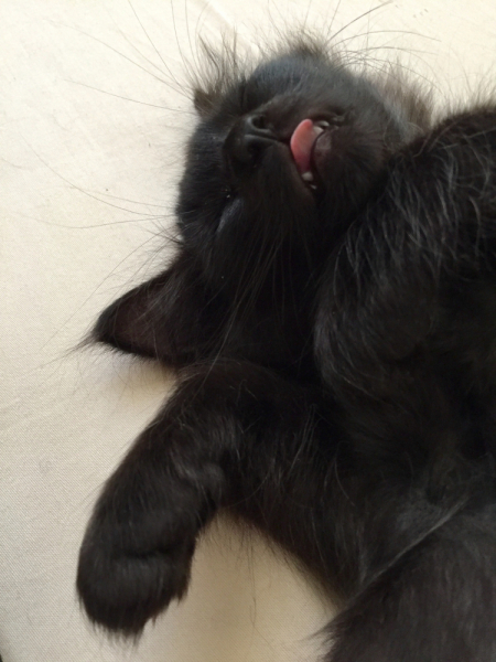 Кошки в нашей жизни. Кошки и все, что с ними связано.