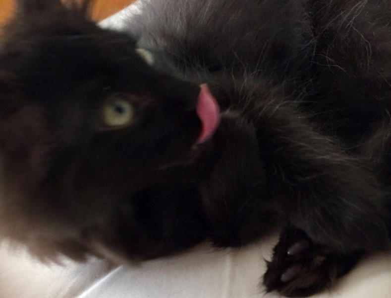 Кошки в нашей жизни. Кошки и все, что с ними связано.