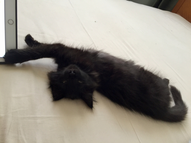 Кошки в нашей жизни. Кошки и все, что с ними связано.