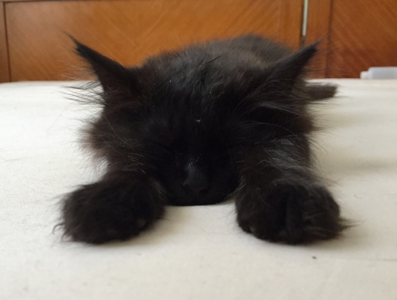 Кошки в нашей жизни. Кошки и все, что с ними связано.