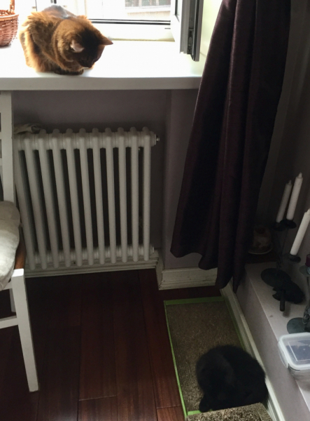 Кошки в нашей жизни. Кошки и все, что с ними связано.