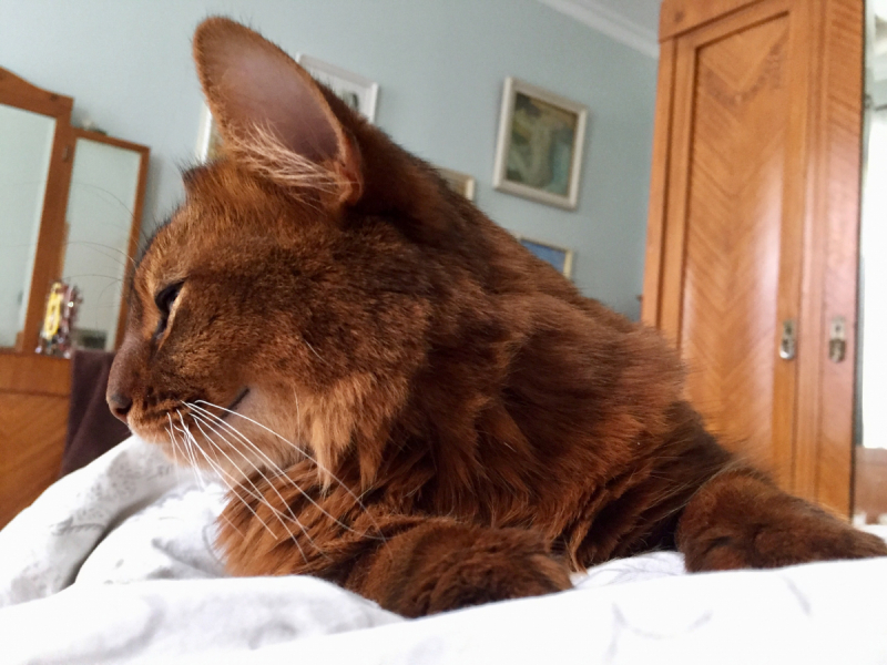 Кошки в нашей жизни. Кошки и все, что с ними связано.