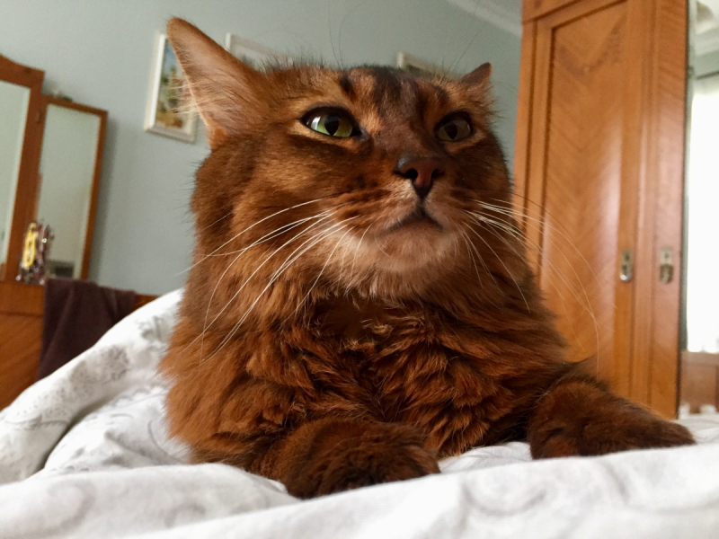 Кошки в нашей жизни. Кошки и все, что с ними связано.