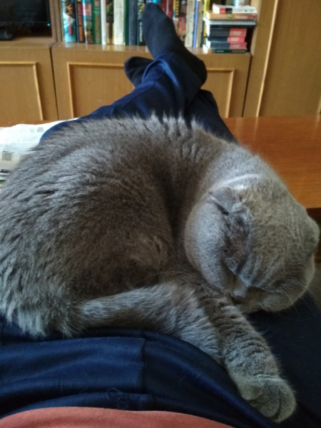 Кошки в нашей жизни. Кошки и все, что с ними связано.