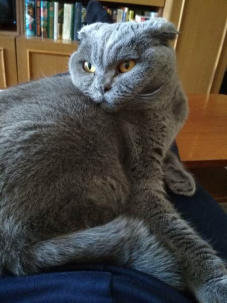 Кошки в нашей жизни. Кошки и все, что с ними связано.