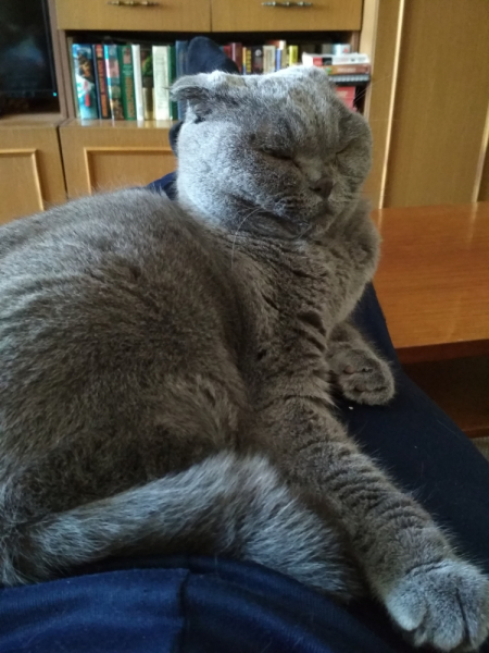 Кошки в нашей жизни. Кошки и все, что с ними связано.