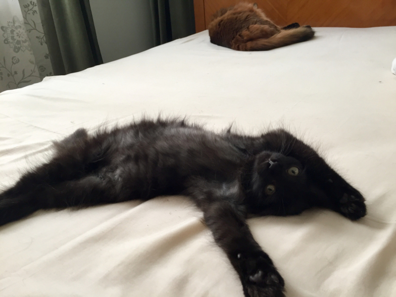 Кошки в нашей жизни. Кошки и все, что с ними связано.