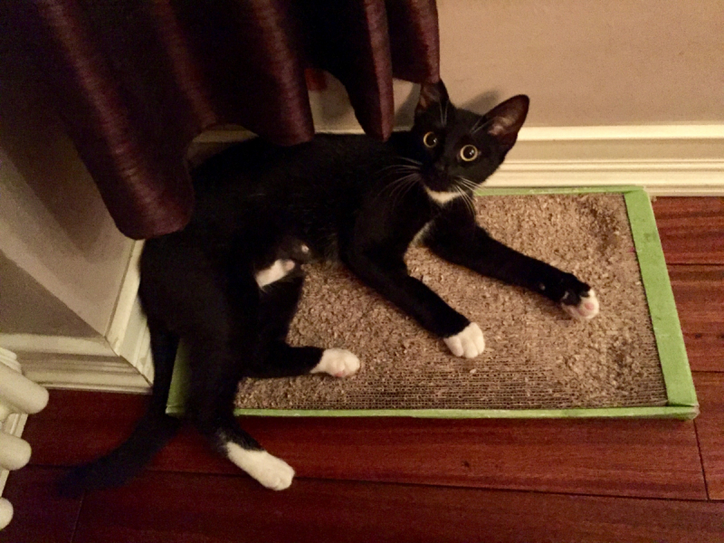 Кошки в нашей жизни. Кошки и все, что с ними связано.