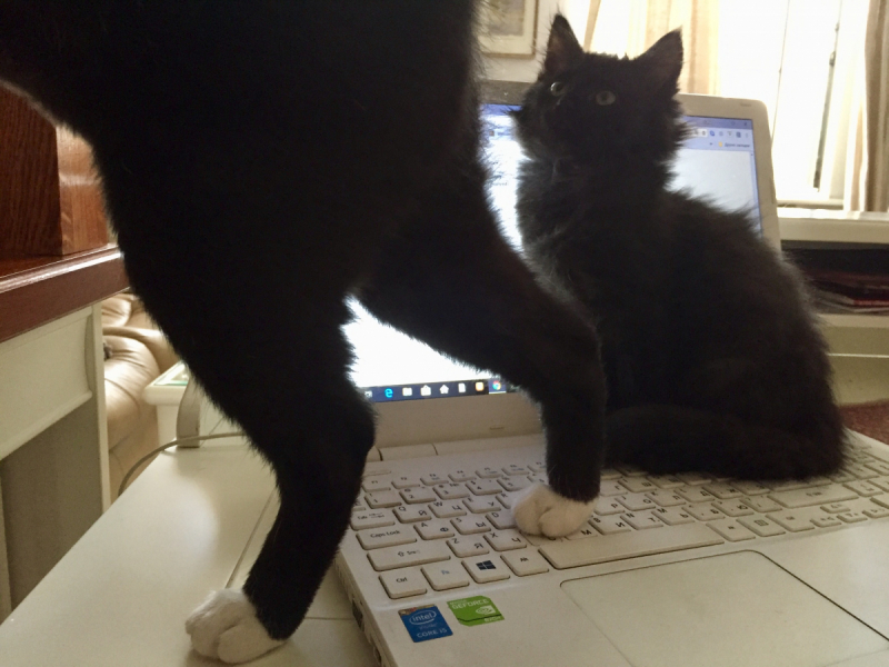 Кошки в нашей жизни. Кошки и все, что с ними связано.