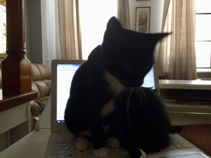 Кошки в нашей жизни. Кошки и все, что с ними связано.