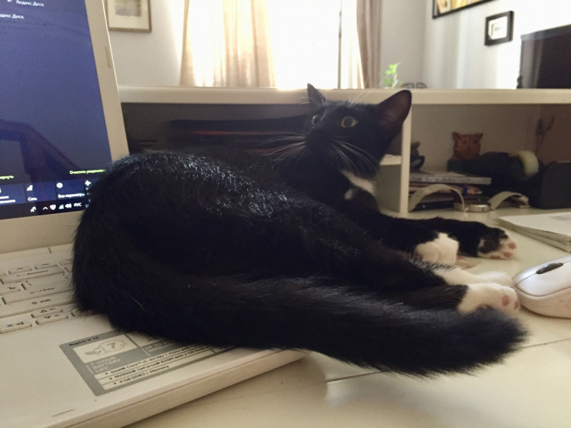 Кошки в нашей жизни. Кошки и все, что с ними связано.