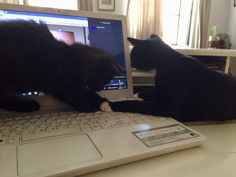 Кошки в нашей жизни. Кошки и все, что с ними связано.