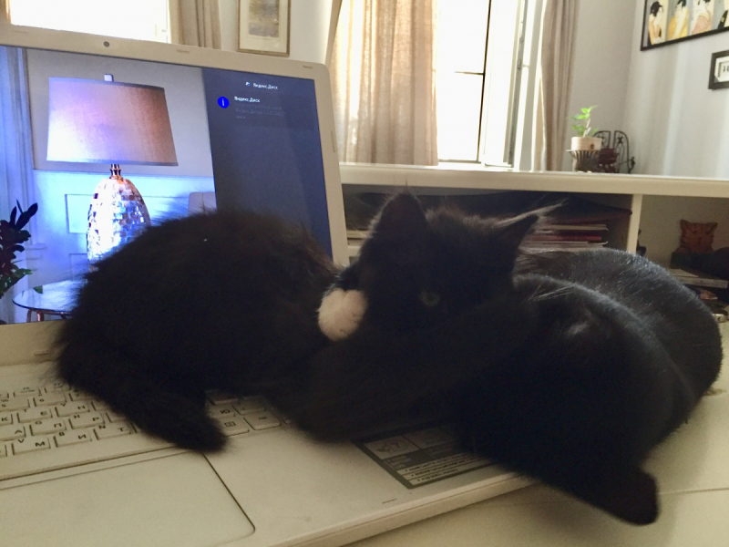 Кошки в нашей жизни. Кошки и все, что с ними связано.