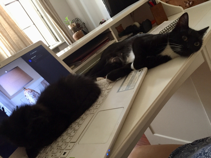 Кошки в нашей жизни. Кошки и все, что с ними связано.