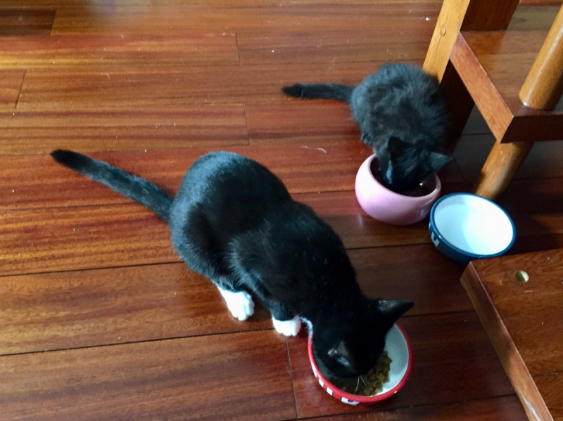 Кошки в нашей жизни. Кошки и все, что с ними связано.