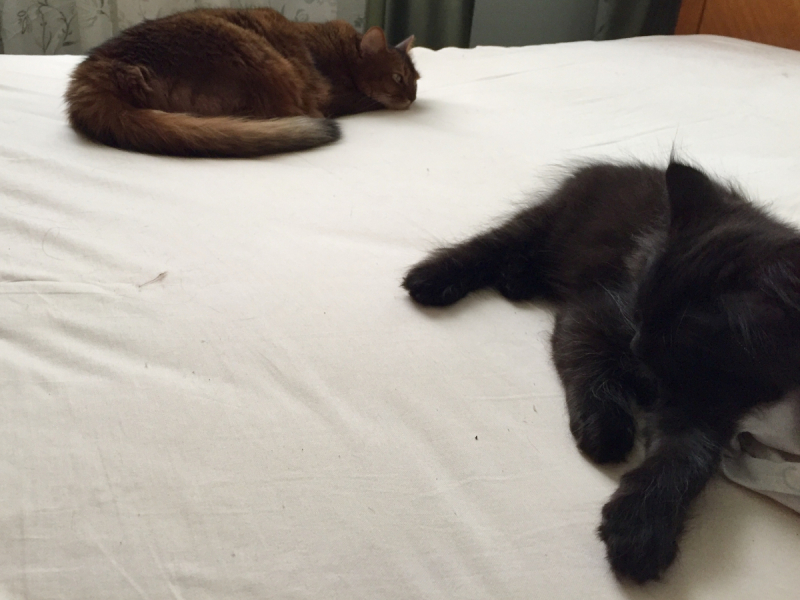 Кошки в нашей жизни. Кошки и все, что с ними связано.