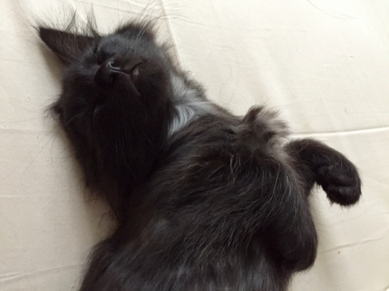 Кошки в нашей жизни. Кошки и все, что с ними связано.