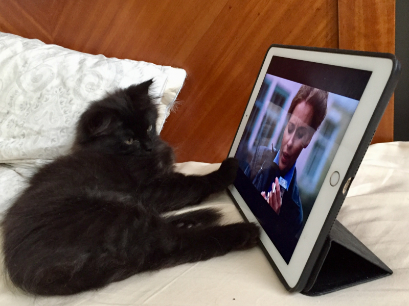 Кошки в нашей жизни. Кошки и все, что с ними связано.