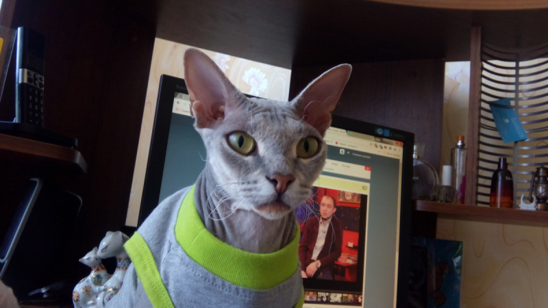 Кошки в нашей жизни. Кошки и все, что с ними связано.