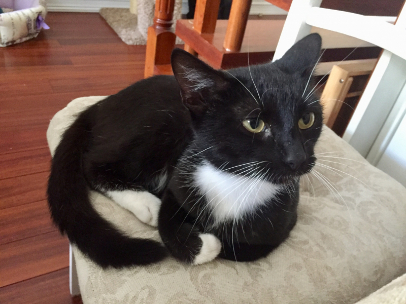 Кошки в нашей жизни. Кошки и все, что с ними связано.