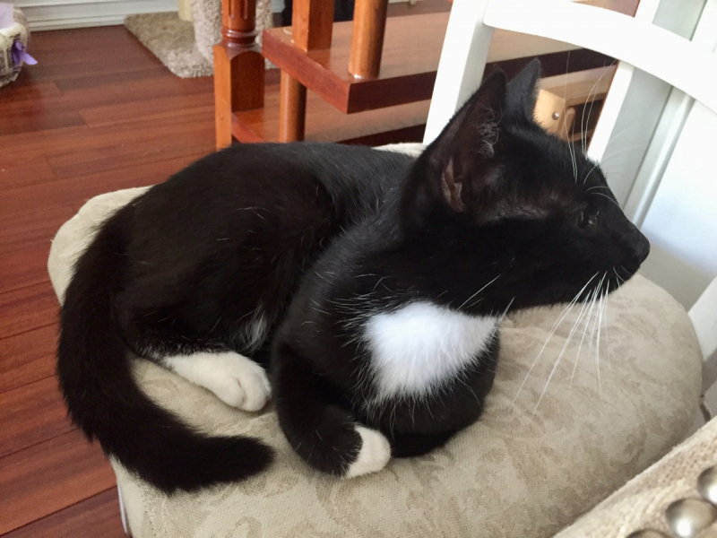 Кошки в нашей жизни. Кошки и все, что с ними связано.