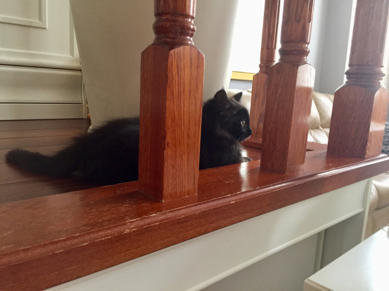 Кошки в нашей жизни. Кошки и все, что с ними связано.