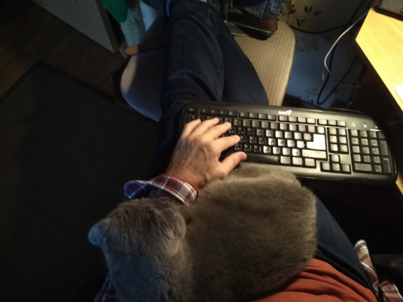 Кошки в нашей жизни. Кошки и все, что с ними связано.