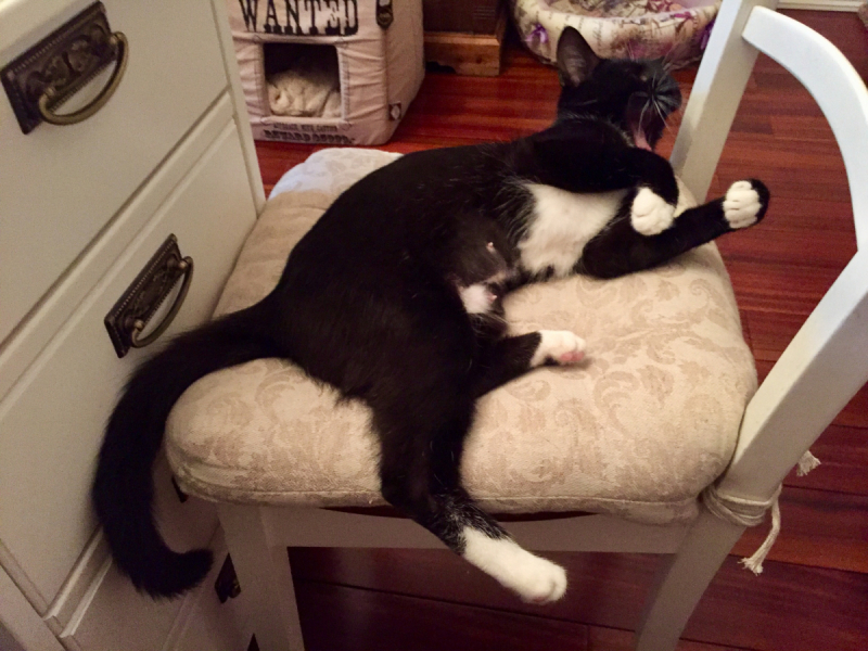 Кошки в нашей жизни. Кошки и все, что с ними связано.