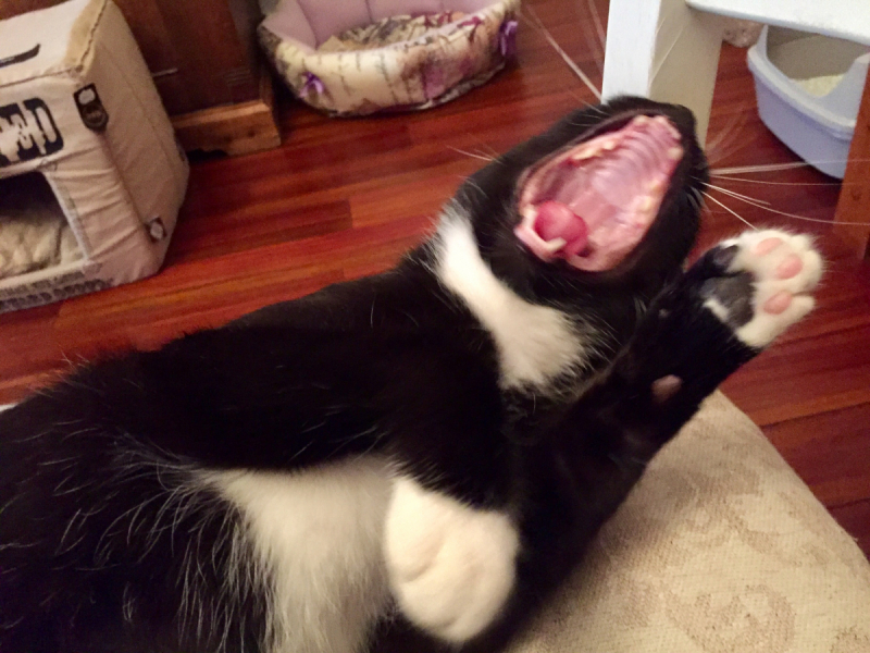 Кошки в нашей жизни. Кошки и все, что с ними связано.