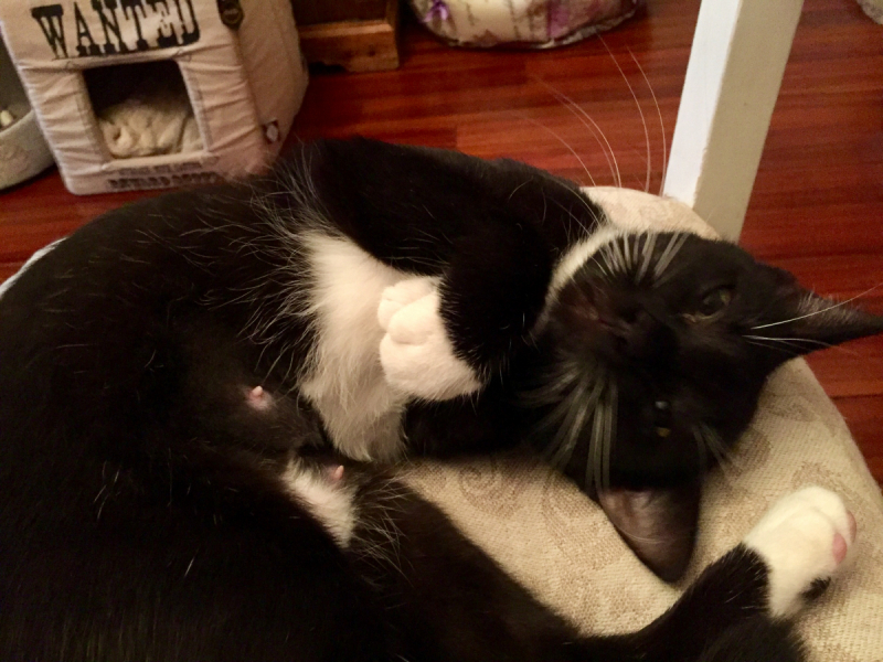 Кошки в нашей жизни. Кошки и все, что с ними связано.