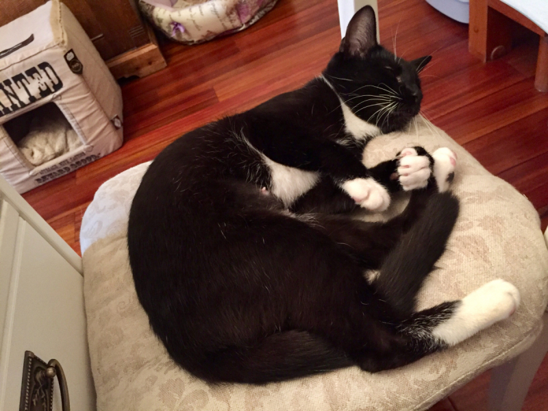 Кошки в нашей жизни. Кошки и все, что с ними связано.