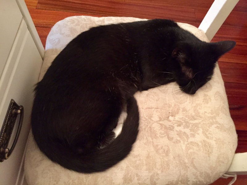 Кошки в нашей жизни. Кошки и все, что с ними связано.