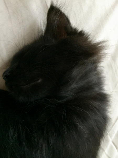 Кошки в нашей жизни. Кошки и все, что с ними связано.