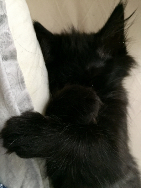 Кошки в нашей жизни. Кошки и все, что с ними связано.