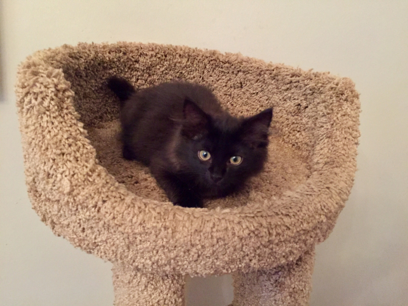 Кошки в нашей жизни. Кошки и все, что с ними связано.