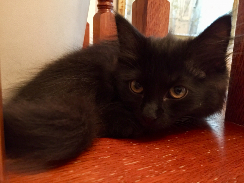 Кошки в нашей жизни. Кошки и все, что с ними связано.