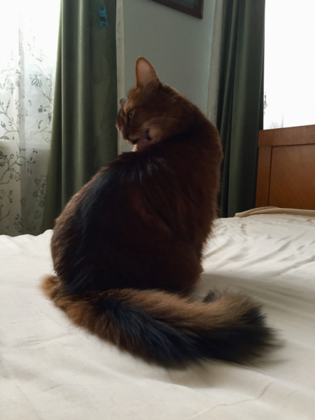 Кошки в нашей жизни. Кошки и все, что с ними связано.