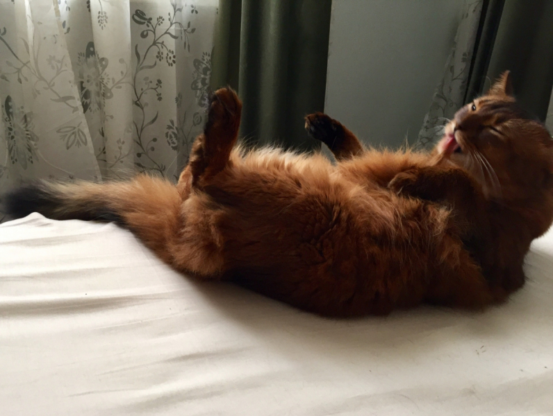 Кошки в нашей жизни. Кошки и все, что с ними связано.