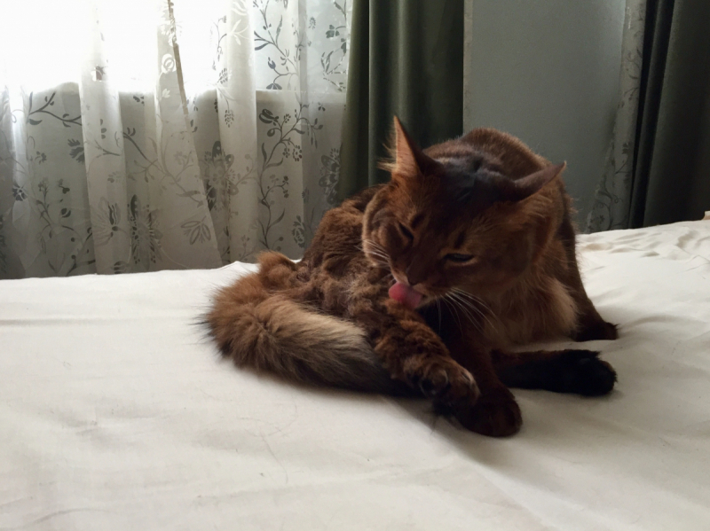 Кошки в нашей жизни. Кошки и все, что с ними связано.