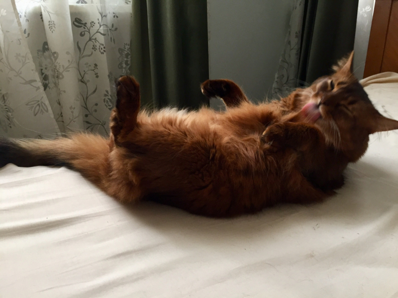 Кошки в нашей жизни. Кошки и все, что с ними связано.