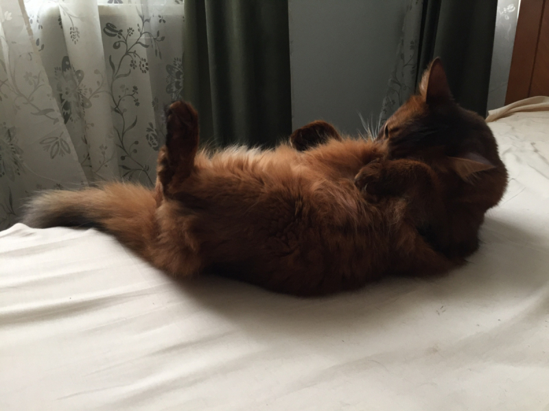 Кошки в нашей жизни. Кошки и все, что с ними связано.