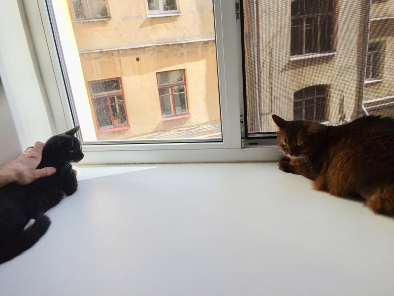 Кошки в нашей жизни. Кошки и все, что с ними связано.