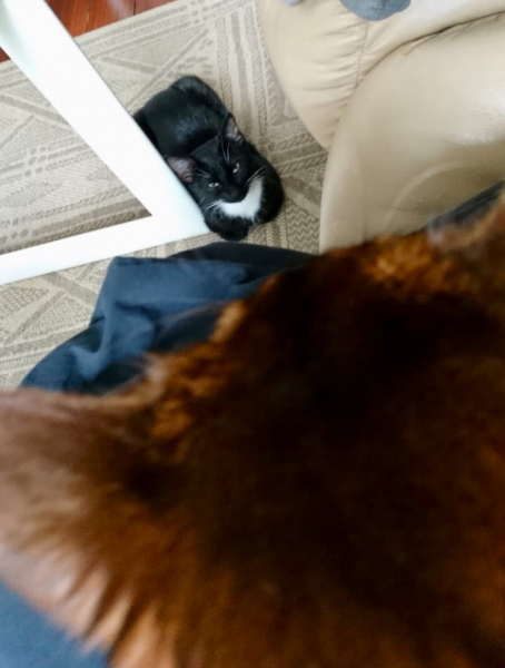 Кошки в нашей жизни. Кошки и все, что с ними связано.