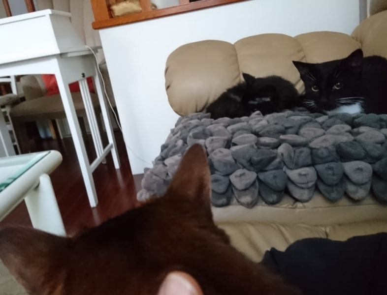 Кошки в нашей жизни. Кошки и все, что с ними связано.