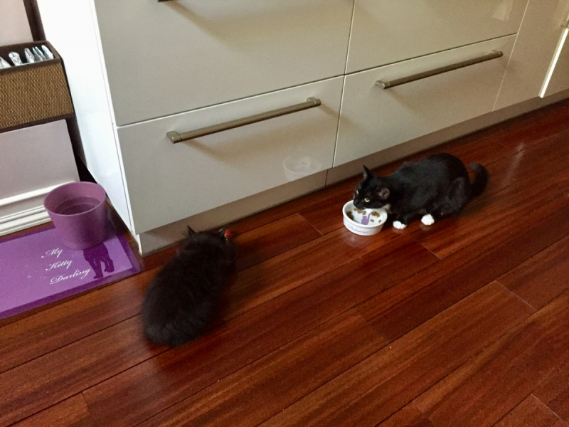 Кошки в нашей жизни. Кошки и все, что с ними связано.