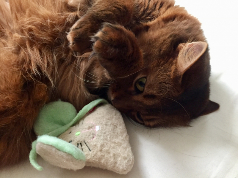 Кошки в нашей жизни. Кошки и все, что с ними связано.