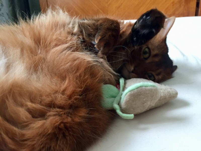 Кошки в нашей жизни. Кошки и все, что с ними связано.