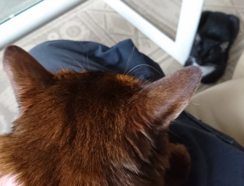 Кошки в нашей жизни. Кошки и все, что с ними связано.